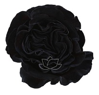 Роза крашен. Bella Роза S.a. Black Dragon дл.50 25шт
