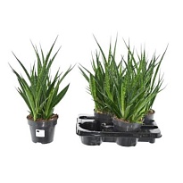 Сансевиерия Кирки Френдс d12 h50 8шт