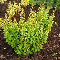 Барбарис (Berberis) тунб. Паувау d9 h20-30 18шт