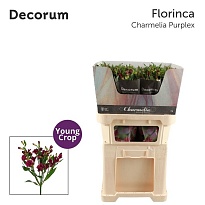 Альстромерия Fl Charmelia Purplex 10шт