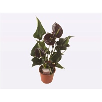 Антуриум Перито Браун d12 h45 10шт