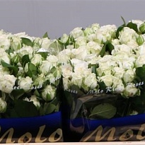 Роза кустовая Miss Bombastic дл.40 10шт