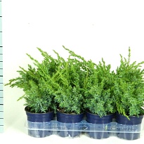Можжевельник (Juniperus) китайский Блю Альпс (KV) d11 h20-25 11шт