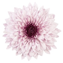 Хризантема одноголовая Pip Pretty 10шт