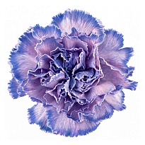 Гвоздика крашен. Elite Flower Mine дл.FANCY 25шт