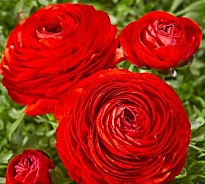 Лютик Red Sup 10шт