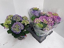 Гортензия Макр. Блауер Цверг d15 h40 4шт