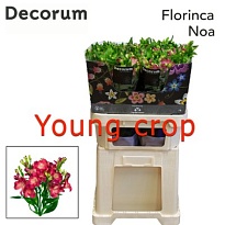 Альстромерия Florinca Noa 10шт