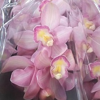 Орхидея Cymbidium Shanna*6 дл.80 1шт