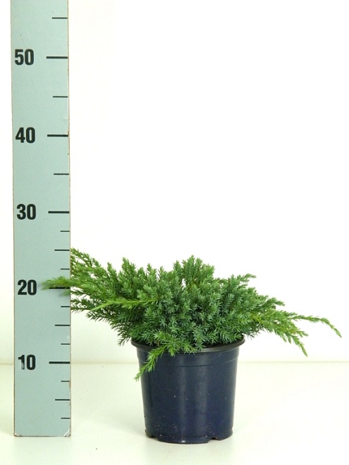 Можжевельник (Juniperus) чешуйчатый Блю Карпет (KV) d15 h25-30 6шт