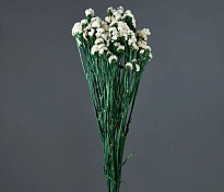 Статица сухоцвет 120гр белый