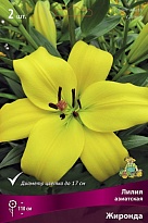 Лилия азиатская Жиронда 14/16 2шт