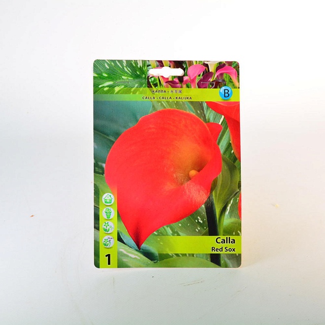 Калла Ред Сокс 12/14 1шт*