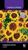 Рудбекия хирта Эмбер 7шт /Поиск