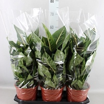 Диффенбахия Грин Мэджик d19 h60 1шт