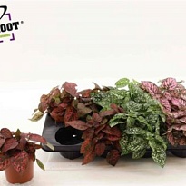Гипоэстес микс d12 h20 8шт