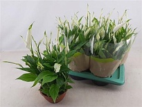 Спатифиллум Шопен (чаша) d17 h35 6шт