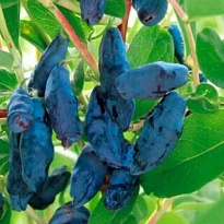 Жимолость Бакчарский великан (ОКС) 1шт