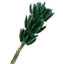 Лагурус сухоцвет, h60-70см, 60шт, темно-зеленый