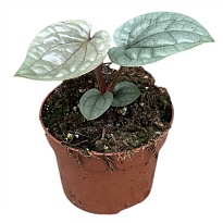 Антуриум Люксурианс d6 h20 12шт