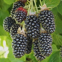 Ежевика Холлс Бьюти/Цd/Кор