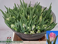 Тюльпан Parrot Cabanna 10шт