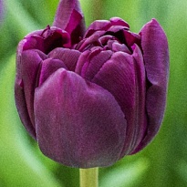 Тюльпан Do Python 50 шт