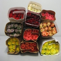 Роза Fl Del Napoles Mix дл.60 25шт