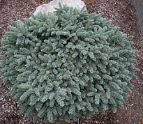 Ель (Picea) колючая Вальдбрун 2л h20-25 1шт