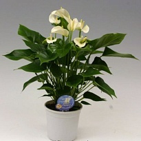 Антуриум Вайт Чемпион d17 h65 6шт