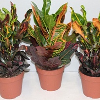 Кодиеум микс d17 h45 6шт