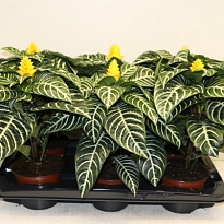 Афеляндра Даника d13 h30 6шт