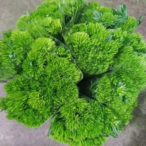Гвоздика Greentrick дл.50 10шт