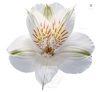 Альстромерия Tessa Whistler дл.60 10шт