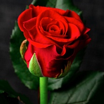 Роза Эль Торо одноголовая (МЦ) дл.70 20шт/уп