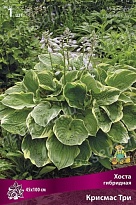 Хоста гибридная Крисмас Три 1шт