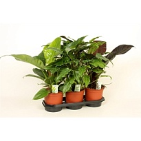 Филодендрон d12 h25 10шт