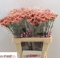 Гвоздика Miss Marble 20шт