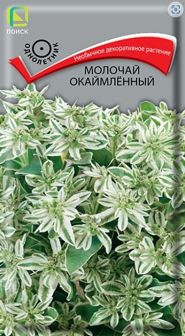 Молочай окаймленный 0,2г /Поиск