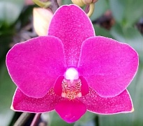 Орхидея Фален. Триумф 1ст d10 h30-35 10шт