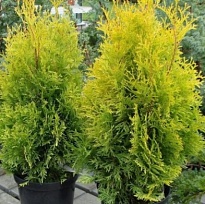 Туя (Thuja) западная Голден Смарагд 7,5л h40-50 1шт