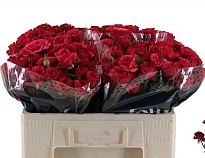 Роза кустовая Carrie дл.50 10шт