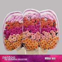 Хризантема сантини Miller mix 25шт