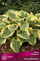 Хоста гибридная Остин Дикинсон 1шт
