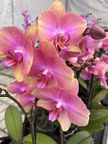 Орхидея Фален. Беби Динамит 1- 2 ст d12 h40 6шт
