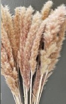 Камыш пушистый Natural пучок 1шт