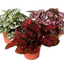 Гипоэстес микс d9 h15 18шт