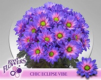 Хризантема кустовая Chic Eclipse Vibe крашеная 5шт