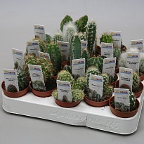 Кактус микс+Этикетка d5 h10 20шт