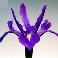 Ирис Hong Kong 50 шт